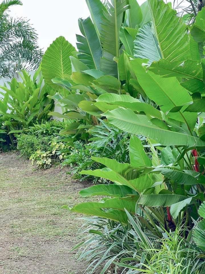 Jual Tanaman Hias