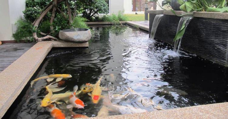 Jasa Buat Kolam Koi Jogja