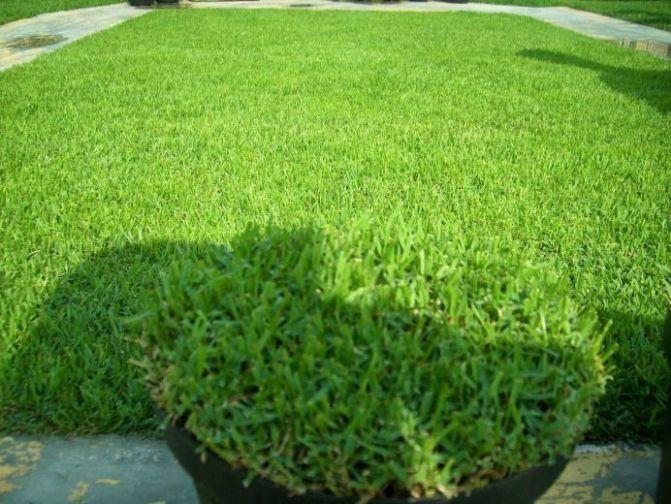 Jual Rumput Taman Jogja
